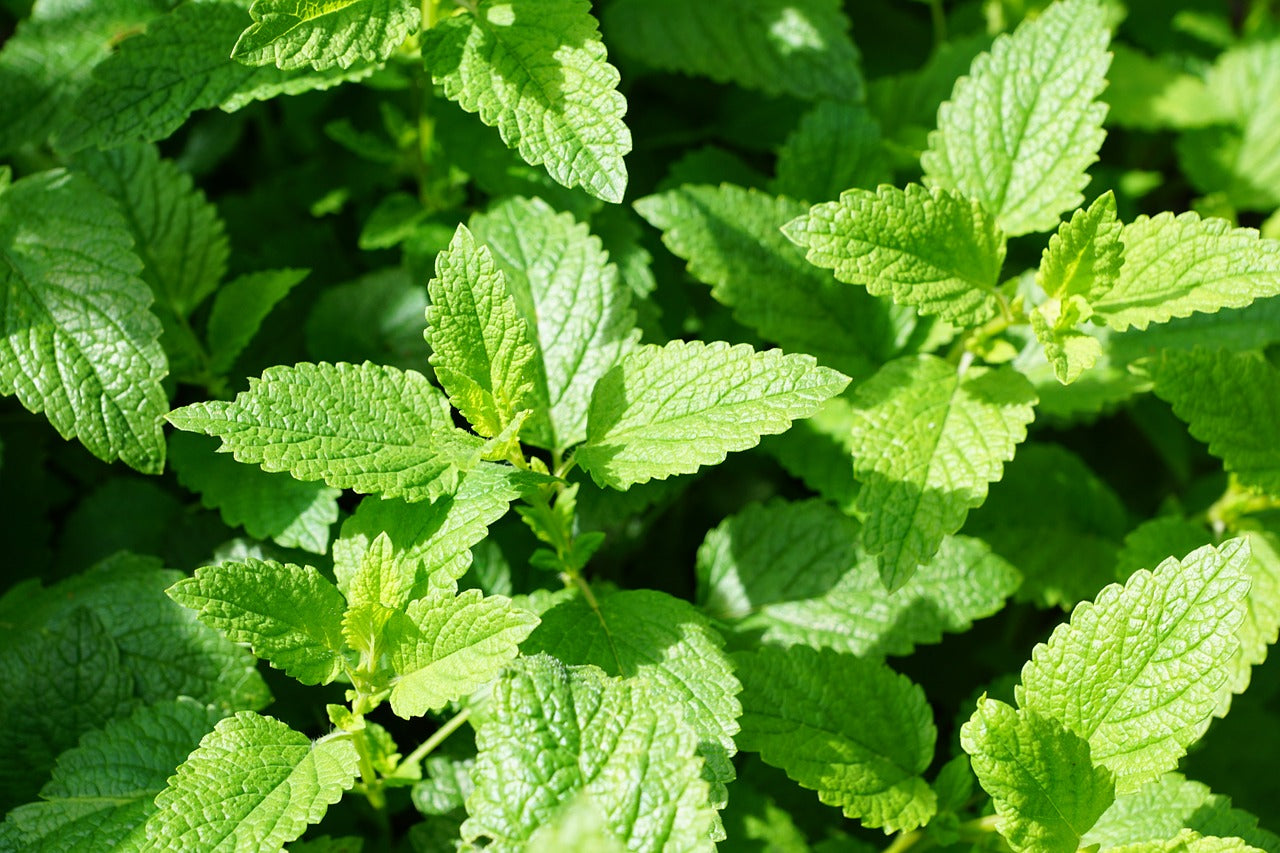 Refresh and Heal with Peppermint